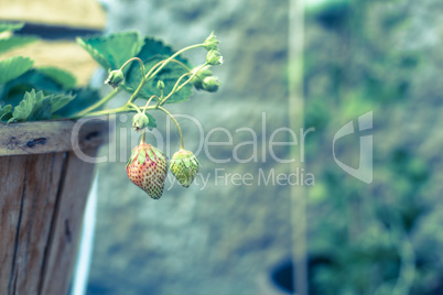 unripe strawberries in a wood vase