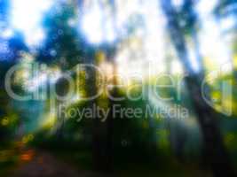 Horizontal dramatic sun rays in forest bokeh background