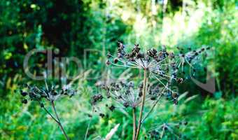 Horizontal vivid green cow-parsnip bokeh composition