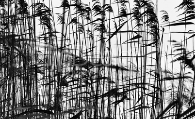 Horizontal black and white grass closeup background silhouette b