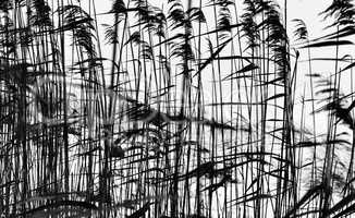 Horizontal black and white grass closeup background silhouette b