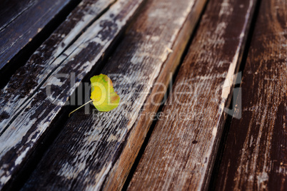 Yellow leaf on brown bench closeup