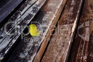 Yellow leaf on brown bench closeup