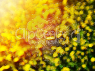 Yellow green bokeh goo drops abstract background