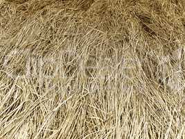 Horizontal yellow hay texture background backdrop