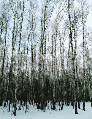 Vertical thicket of birch trees landscape background