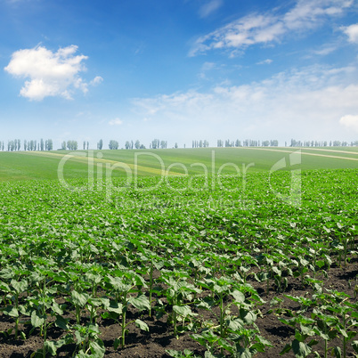 field sprouts sunflower and blue sky