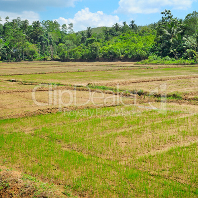 fields with crops of rice Sri Lanka