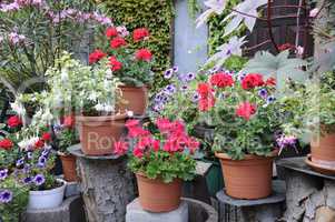 Blumen in einem Garten