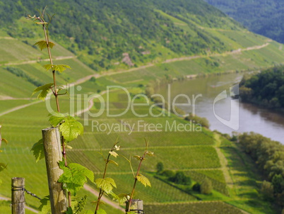 Blick von der Marienburg auf die Weinberge