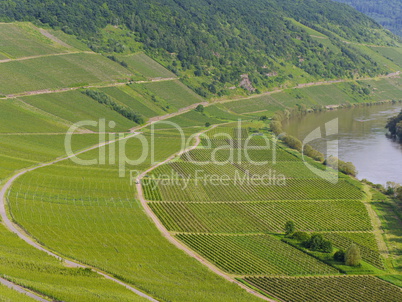 Blick von der Marienburg auf die Weinberge