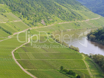 Blick von der Marienburg auf die Weinberge