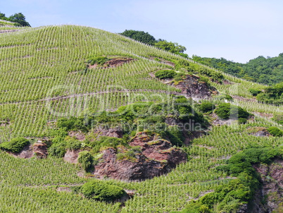 Weinberg-Steillage