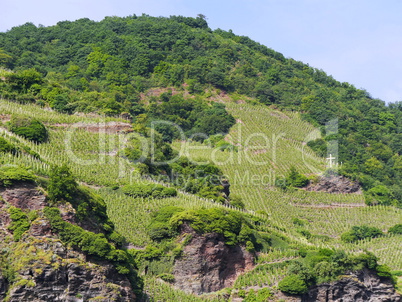 Weinberg-Steillage