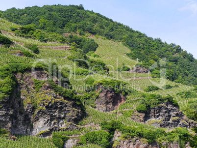 Weinberg-Steillage