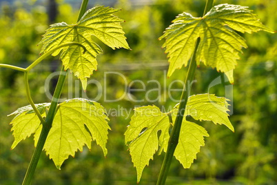 Neue Triebe am Weinstock