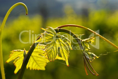 Neue Triebe am Weinstock