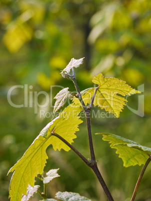 Frische Weinblätter im Frühjahr