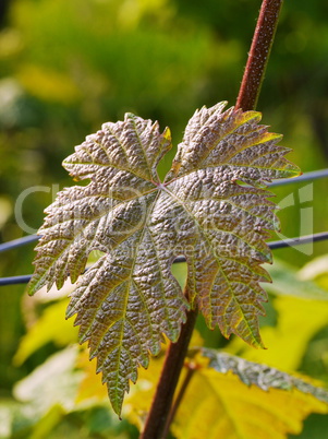 Frische Weinblätter im Frühjahr