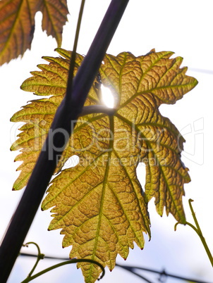 Frische Weinblätter im Frühjahr