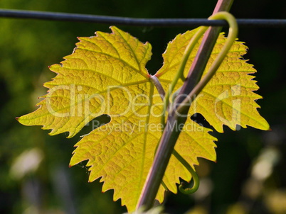 Frische Weinblätter im Frühjahr