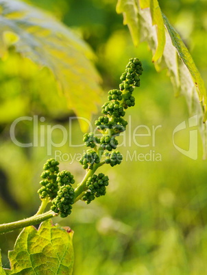 Rebenblüte im Frühjahr am Weinstock