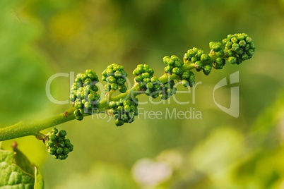 Rebenblüte im Frühjahr am Weinstock