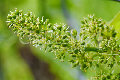 Fruchtstand an der Weinrebe