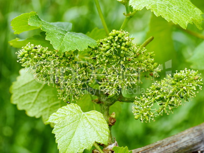 Fruchtstand an der Weinrebe