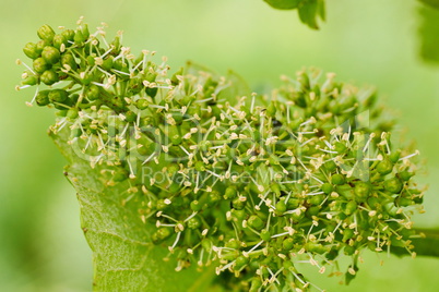 Fruchtstand an der Weinrebe