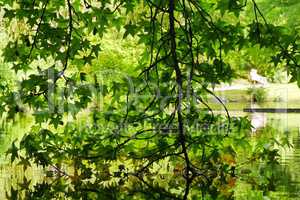 Ahornblätter spiegeln sich im See