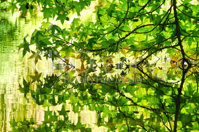 Spiegelung der Ahornblätter im See