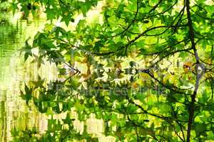 Spiegelung der Ahornblätter im See