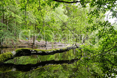 Wiesbüttsee im Spessart