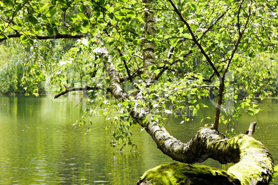 Wiesbüttsee im Spessart