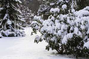 Bäume im Winter mit Schnee