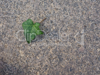 Ivy Hedera plant leaf