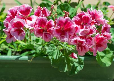 Closeup of geranium in a garden