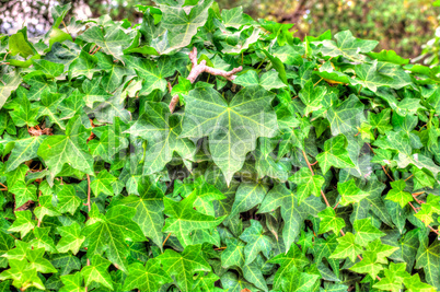 Closeup of ivy leaf in hdr