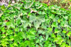 Closeup of ivy leaf in hdr