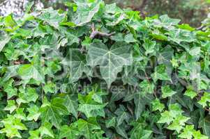 Closeup of ivy leaf