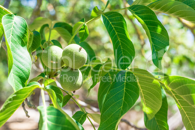 Fresh walnuts on the tree