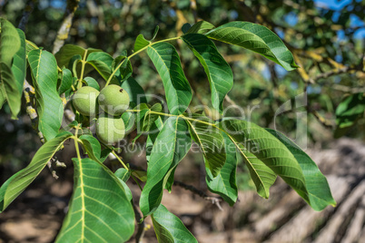 Fresh walnuts on the tree