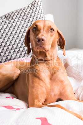 Hungarian Vizsla lying on duvet facing camera