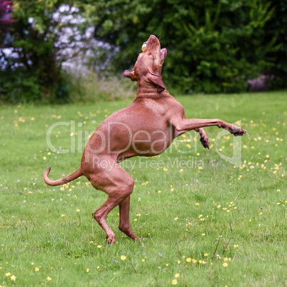 Hungarian Vizsla on hind legs catches toy