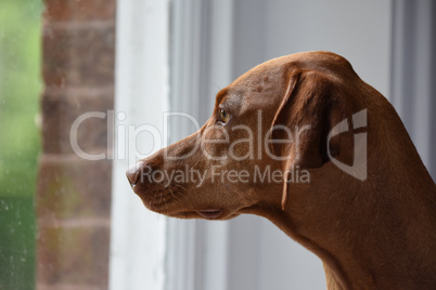 Close-up of Hungarian Vizsla staring through window