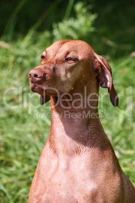 Close-up of Hungarian Vizsla sitting in field