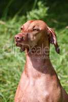 Close-up of Hungarian Vizsla sitting in field
