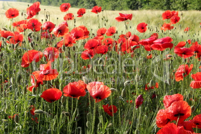 Field poppies