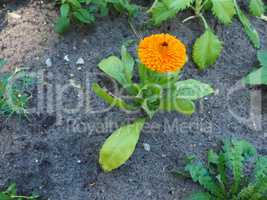 Plant with orange flower